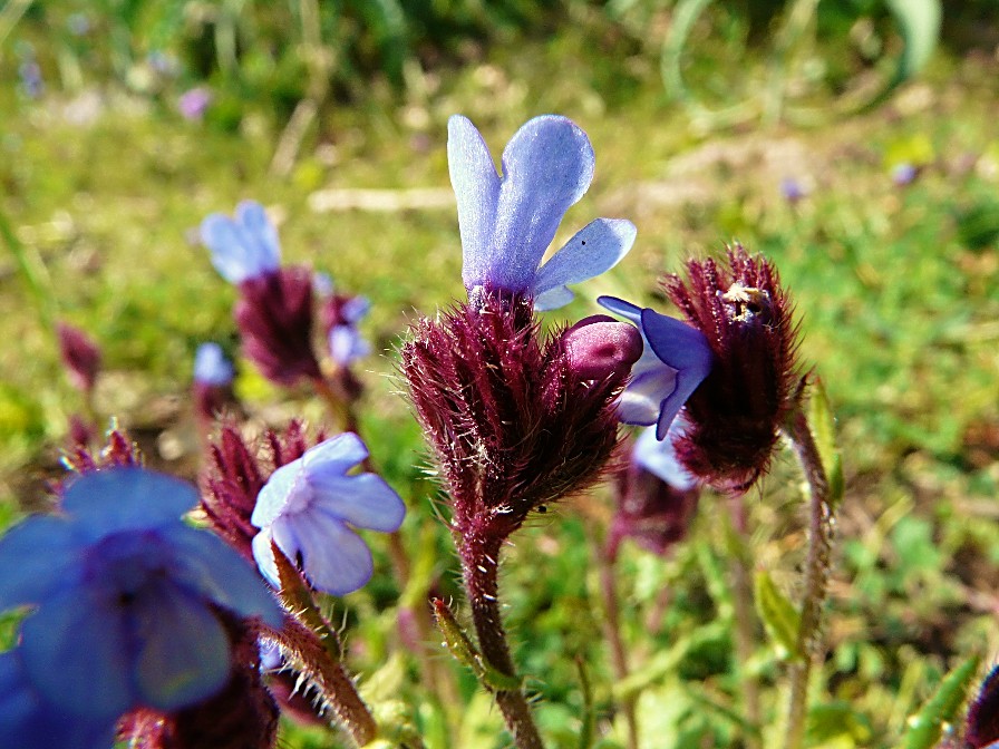 Anchusella cretica (Mill.) Bigazzi, E. Nardi & Selvi